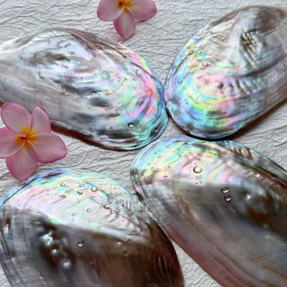 Shell Jewelry Tray Display Bowl For Beach Home Decor Gift