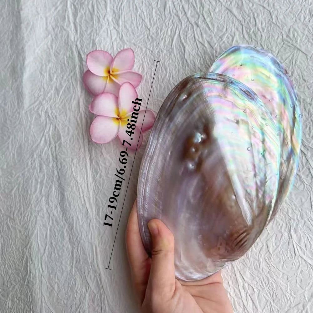 Shell Jewelry Tray Display Bowl For Beach Home Decor Gift